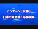 ハンマーヘッド群れ！日本の最西端☆与那国島ダイビング