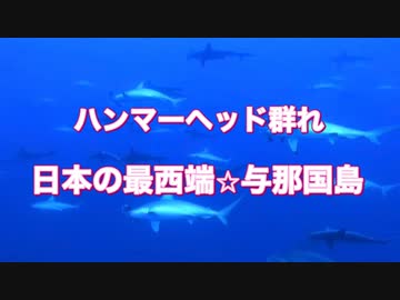 人気の シュモクザメ 動画 33本 ニコニコ動画