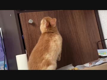 飼い主も驚きのジャンプ　うさぎのサリーちゃん　10日目
