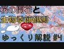 【ゆっくり解説】桜の開花と生物季節観測について解説！【いり地】#4