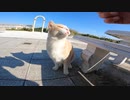 おい人間！この灯台は海の男たちが・・・以下省略