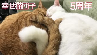 ベテラン子猫、5年目のしあわせ猫団子