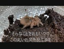 [パンチラと]タランチュラ飼育日記その１２５[チンチラ]