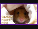 【癒し】もふもふのお家でリラックスするハムスター【コル】