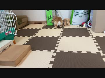 爪切り後のサリーちゃん　11日目