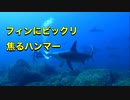 ハンマーヘッド突然ビックリする！与那国島ダイビング