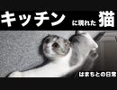 ティラミスと猫