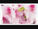 花に嘯／歌ってみた ❀花宴ichika❀