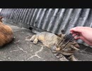 【猫の島】道路に猫が寝転び過ぎて思わず笑顔になる