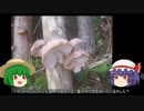 ゆっくり農民155シイタケを育ててみませんか？