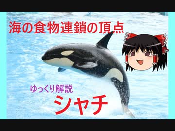 人気の シャチ 動画 251本 6 ニコニコ動画