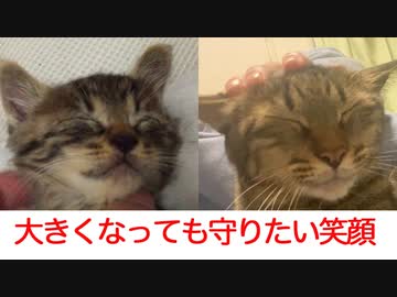 控えめ次男坊猫、守りたいこの笑顔
