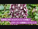 【スパイスを知ろう！】バターバーを知ろう！【part108】