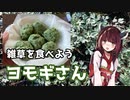 【思い切って野草を食べてみよう】#8 ヨモギさんで「手作り草餅」！
