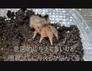[モンハンに]タランチュラ飼育日記その１２６[蜘蛛いないよねそういえば]