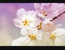 風景写真＋Music＝RELAX