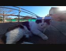 人を全く警戒しないハチワレ猫にねこじゃすりを使ってみました。