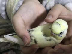 インコの神経系の発作