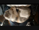 サラダのしっぽ遊びと毛づくろいをひたすら見る★短足マンチカン仔猫★　Cute kitten