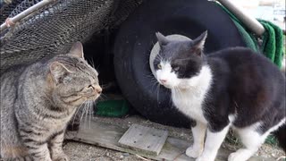 猫島を歩いていたら猫の喧嘩に遭遇。猫のケンカを見るのは楽しい