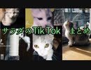4サラダのティックトックまとめ4　★短足マンチカン仔猫★　Cute kitten