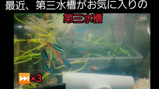 人気の アクアリウム 動画 5 553本 2 ニコニコ動画