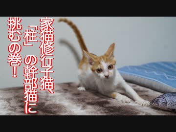 保護コネコチャン、家猫修行で「柱」の幹部猫に挑む