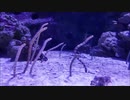 チンアナゴ
