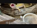 [エウレカセブン良すぎませんか]タランチュラ飼育日記その１２７[ねだらんし、勝ち取れなくてもいい。アネモネ推させてくれ]
