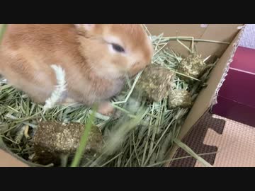 キューブ型牧草をかじるうさぎのサリーちゃん
