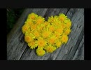 KOKIA　ー　dandelion