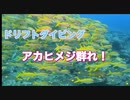 アカヒメジ接近戦！アールジーブルー☆沖縄ダイビング