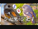 0315B2【ジョウビタキ雄雌】ケガした野鳥オオバン飛翔。カワセミ捕食。オナガの鳴き声。桜とヒヨドリ。桜冬芽とバナナ新芽。鶴見川水系恩田川コンデジ野鳥撮影　#身近な生き物語　#ジョウビタキ　#コンデジ