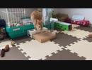 朝ごはんタイム！うさぎのサリーちゃん　14日目