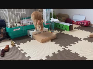 朝ごはんタイム！うさぎのサリーちゃん　14日目