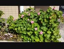 【花】移動中に見つけた花 2021/3/18 ~1~