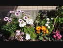 【花】移動中に見つけた花 2021/3/18 ~2~