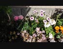 【花】移動中に見つけた花 2021/3/18 ~3~