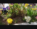 【花】移動中に見つけた花 2021/3/18 ~4~