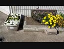【花】移動中に見つけた花 2021/3/18 ~5~