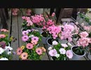 【花】移動中に見つけた花 2021/3/18 ~6~
