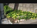 【花】移動中に見つけた花 2021/3/18 ~7~