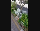 【花】移動中に見つけた花 2021/3/18 ~8~