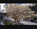 【花】移動中に見つけた花 2021/3/18 ~9~
