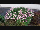 【花】移動中に見つけた花 2021/3/18 ~10~