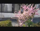 【花】移動中に見つけた花 2021/3/18 ~11~