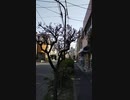 【花】移動中に見つけた花 2021/3/18 ~13~