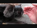 おぉ人間よ撫でてくれるのか！？