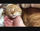 布団をめくられる猫