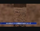 中国でアフリカ豚コレラの変異種が発生